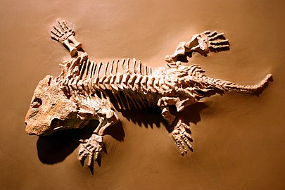 A fossil of Seymouria baylorensis displayed at the National Museum of Natural History