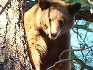 A cinnamon bear on Mount Taylor in Cibola National Forest. Photo: US Forest Service.