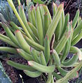 Cotyledon campanulata has elongated, viscid, terete leaves.