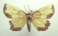 Female of Epione vespertaria. Mounted specimen