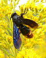 Blue winged wasp