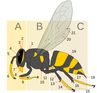 A tergite of this wasp is labeled 19.