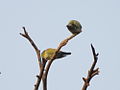 Yellow-footed green pigeons
