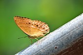 A butterfly near Heo Narok Fall, Khao Yai National Park