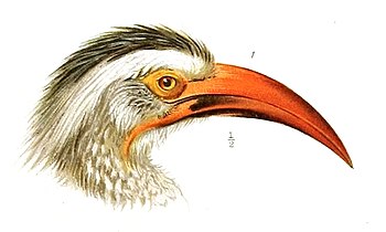 Male head in profile T. r. rufirostris