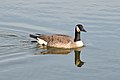 Image 13A Canada goose (Branta canadensis) swimming in Palatine. Photo credit: Joe Ravi (from Portal:Illinois/Selected picture)