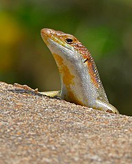 Male of the colourful rainbow skink