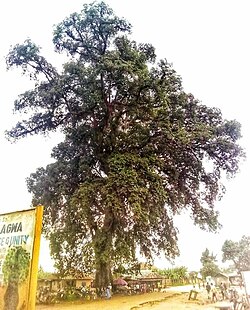 Giant Uzhi tree at Obudi, Ágwà