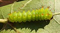 2nd-instar larva reared on American sweetgum