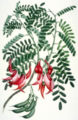 Botanical illustration from Cook's first voyage
