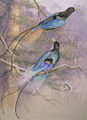 Illustration of two male blue birds-of-paradise.