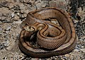 Image 37Ladder snake