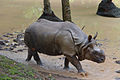Rhinoceros at Thiruvananthapuram Zoo