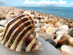 Shell fragment of Chicoreus brevifrons on a pebble beach