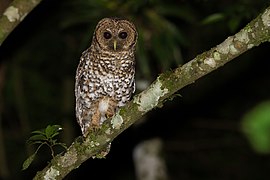 Rusty-barred Owl (Strix hylophila)