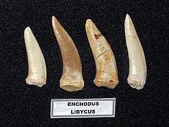 Teeth of E. libyus from Khouribga