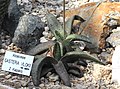 Gasteria vlokii forms rosettes of mat-surface, slightly rough, triangular (usually recurved), strap shaped leaves.