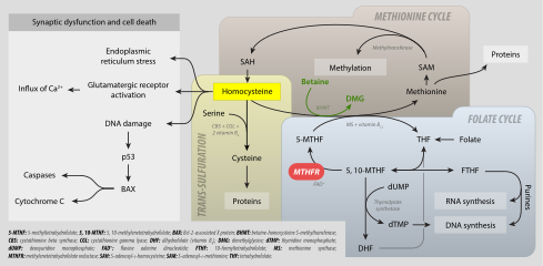 MTHFR metabolism and hyperhomocysteinuria