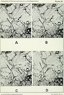 Photographs enlarged from portions of a motion photomicrograph, showing the method of cell wall penetration by Pythium hyphae.