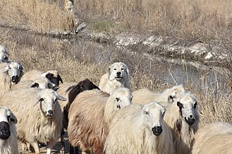Guarding sheep at the Armash fishponds