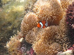 Clownfish, Aka island