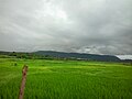 Paddy Fields In Dhakti Jui