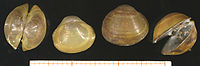 Family Sphaeriidae, Sphaerium corneum, one of the small fingernail clams.