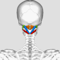 Position of suboccipital muscles. Animation.