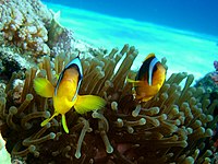 Pair of Red Sea Anemonefish