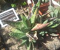Gasteria carinata var carinata – the typical form. It has erect & spreading, rough, sparsely bumpy/tuberculate leaves