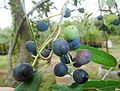 Ripe fruit (dark purple)