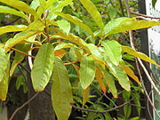 Rudraksha tree leaves