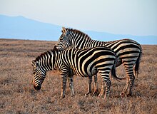 Burchell's zebra pair