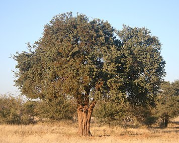 Specimen with its canopy infested with red-berry mistletoe, Limpopo
