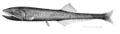 Image 61Many bristlemouth species, such as the "spark anglemouth" above, are also bathypelagic ambush predators that can swallow prey larger than themselves. They are among the most abundant of all vertebrate families. (from Pelagic fish)