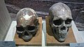 Skull of Indus Valley inhabitants