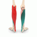 Animation. Gastrocnemius and soleus are shown in different colors.