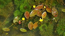 leaves and flowers of a Cabomba species in water