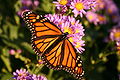 Monarch, genus Danaus