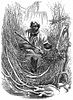 Great Dismal Swamp Maroon 1856