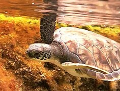 Green sea turtle in lagoon at Cayman Turtle Farm