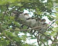 Brood of eight fledglings calling to be fed