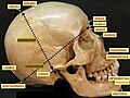 The bregma, human skull.