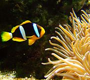 A. clarkii (Clark's anemonefish) with a yellow tail & white base