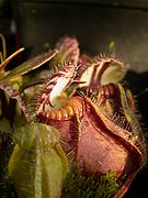 The Australian pitcher plant is the only member of the Australian genus Cephalotus.