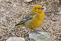 Greater yellow-finch