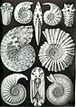 Ammonitida ; Ammonites (ammonites)