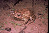 A brown frog with warty skin