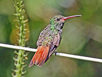 Rufous-tailed hummingbird in Panama