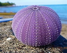 Test of a purple sea urchin.